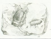 Acrodus larva Tafel 22 fig. 23