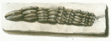 Acrodus undulatus Tafel 22 fig. 4