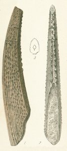 Asteracanthus acutus Tafel 8a fig. 1, 2, 3