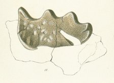 Ceratodus emarginatus Tafel 20 fig. 11