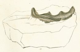Ceratodus gibbus Tafel 20 fig. 15
