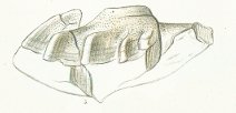 Ceratodus kaupii Tafel 18 fig. 4