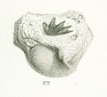 Ceratodus philippsii Tafel 19 fig. 17