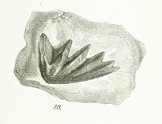 Ceratodus serratus Tafel 19 fig. 18