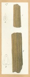 Chimaera mantellii Tafel 10b fig. 17