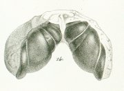 Cochliodus contortus Tafel 19 fig. 14
