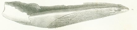 Ctenacanthus brevis tafel 2 fig. 3