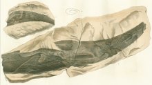 Ctenacanthus major Tafel 4