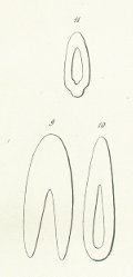 Ctenacanthus tenuistriatus Tafel 4 fig. 9,10,11