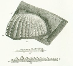 Ctenodus cristatus Tafel 19 fig. 16