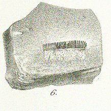 Ctenoptychius denticulatus Tafel 19 fig. 6