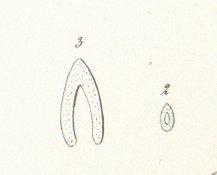 Gyracanthus formosus Tafel 5 fig. 2, 3