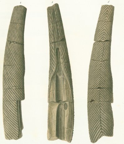 Gyracanthus formosus Tafel 5 fig. 4, 5, 6