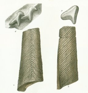 Gyracanthus tuberculatus Tafel 1a fig. 1, 2, 6, 7