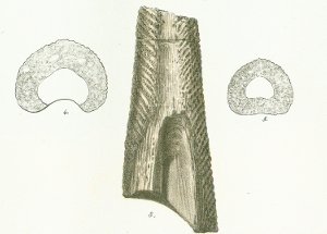 Gyracanthus tuberculatus Tafel 1a fig. 3, 4, 5