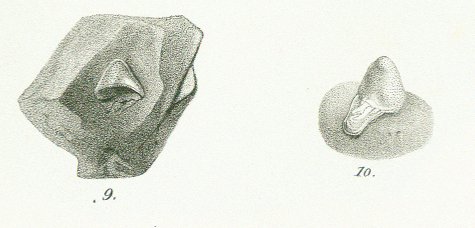 Helodus simplex Tafel 19 fig. 9, 10