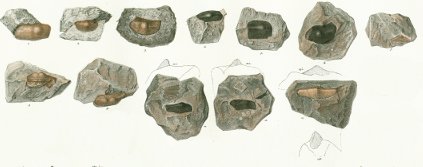 Helodus turgidus Tafel 15 fig. 1-12