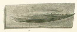 Hybodus crassispinus Tafel 8b fig. 7