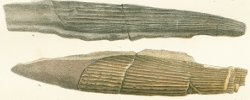 Hybodus curtus Tafel 8b fig. 4, 5