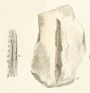 Hybodus dimidiatus Tafel 8b fig. 13, 14