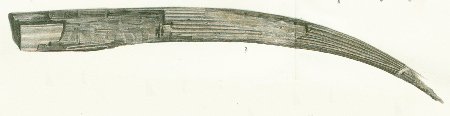 Hybodus ensatus Tafel 9 fig. 12
