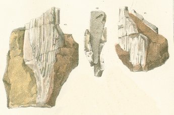 Hybodus major Tafel 8b fig. 10, 11, 12