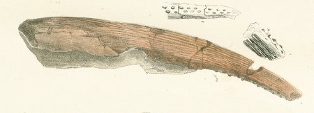 Hybodus major Tafel 8b fig.7, 8, 9