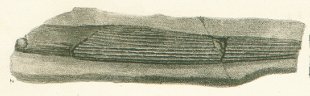 Hybodus minor Tafel 8b fig. 2