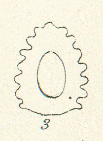 Hybodus minor Tafel 8b fig. 3