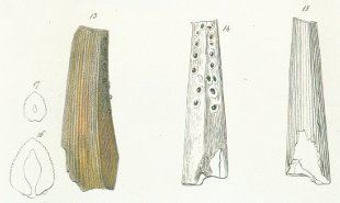 Hybodus pleiodus Tafel 10 fig. 13, 14, 15, 16, 17