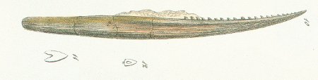 Hybodus subcarinatus Tafel 10 fig. 10, 11, 12