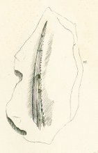 Hybodus tenuis Tafel 8b fig. 15