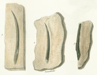 Leptacanthus semistriatus Tafel 7 fig. 3, 4, 5