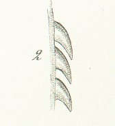 Leptacanthus serratus Tafel 7 fig.2