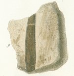 Leptacanthus tenuispinus Tafel 1a fig. 12, 13
