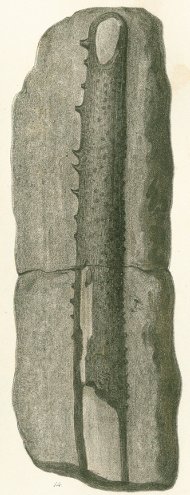 Myriacanthus retrorsus Tafel 8a-fig. 14