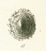 Myriacanthus retrorsus Tafel 8a fig. 15