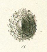 Myriacanthus retrorsus Tafel 8a fig. 15