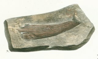 Onchus sulcatus Tafel 1 fig. 6