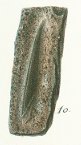 Onchus tenuistriatus Tafel 1 Fig. 10