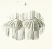 Oracanthus milleri Tafel 3 fig. 4