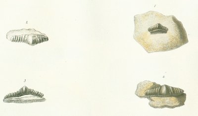 Orodus cinctus Tafel 11 fig. 1, 2, 3, 4