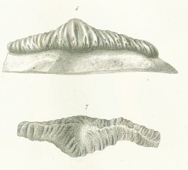 Orodus ramosus Tafel 11 fig. 6, 7