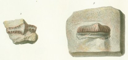 Orodus ramosus Tafel 11 fig. 8, 9