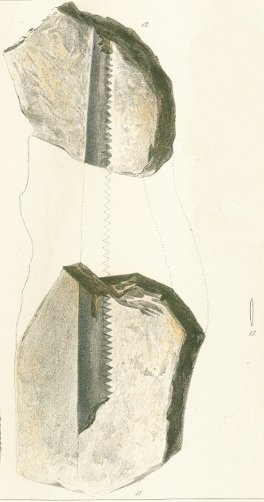 Pristacanthus securis Tafel 8a-fig. 11, 12, 13