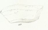 Psammodus rugosus Tafel 12 fig. 15 b