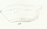 Psammodus rugosus Tafel 12 fig. 15 b