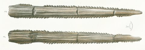 Ptychacanthus faujasii Tafel 45 fig. 1, 2, 3