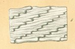 Ptychodus articulatus Tafel 10a fig. 6