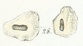 Strophodus augustissimus Tafel 18 fig. 28